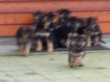 P-kuld